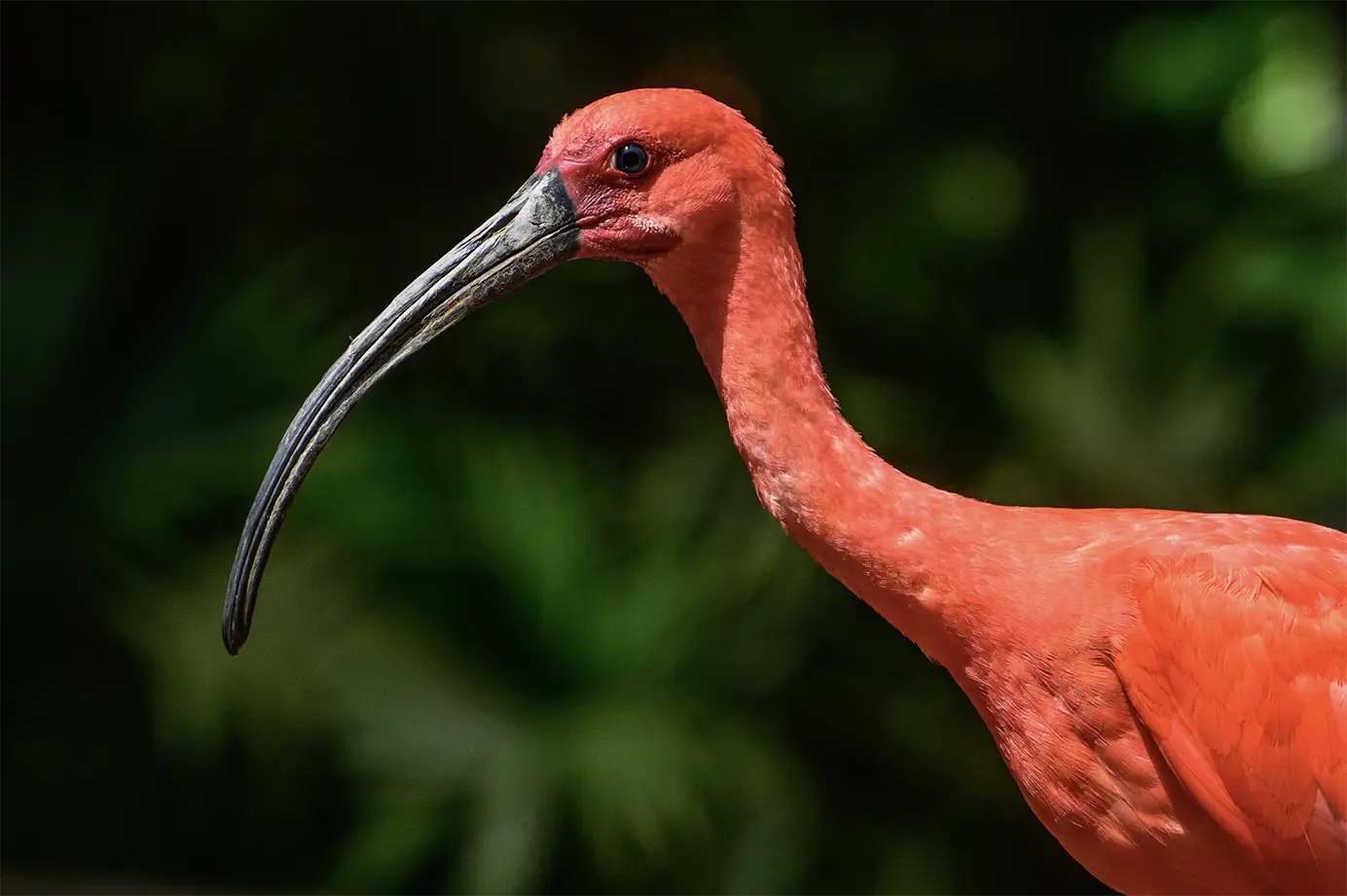 Fauna