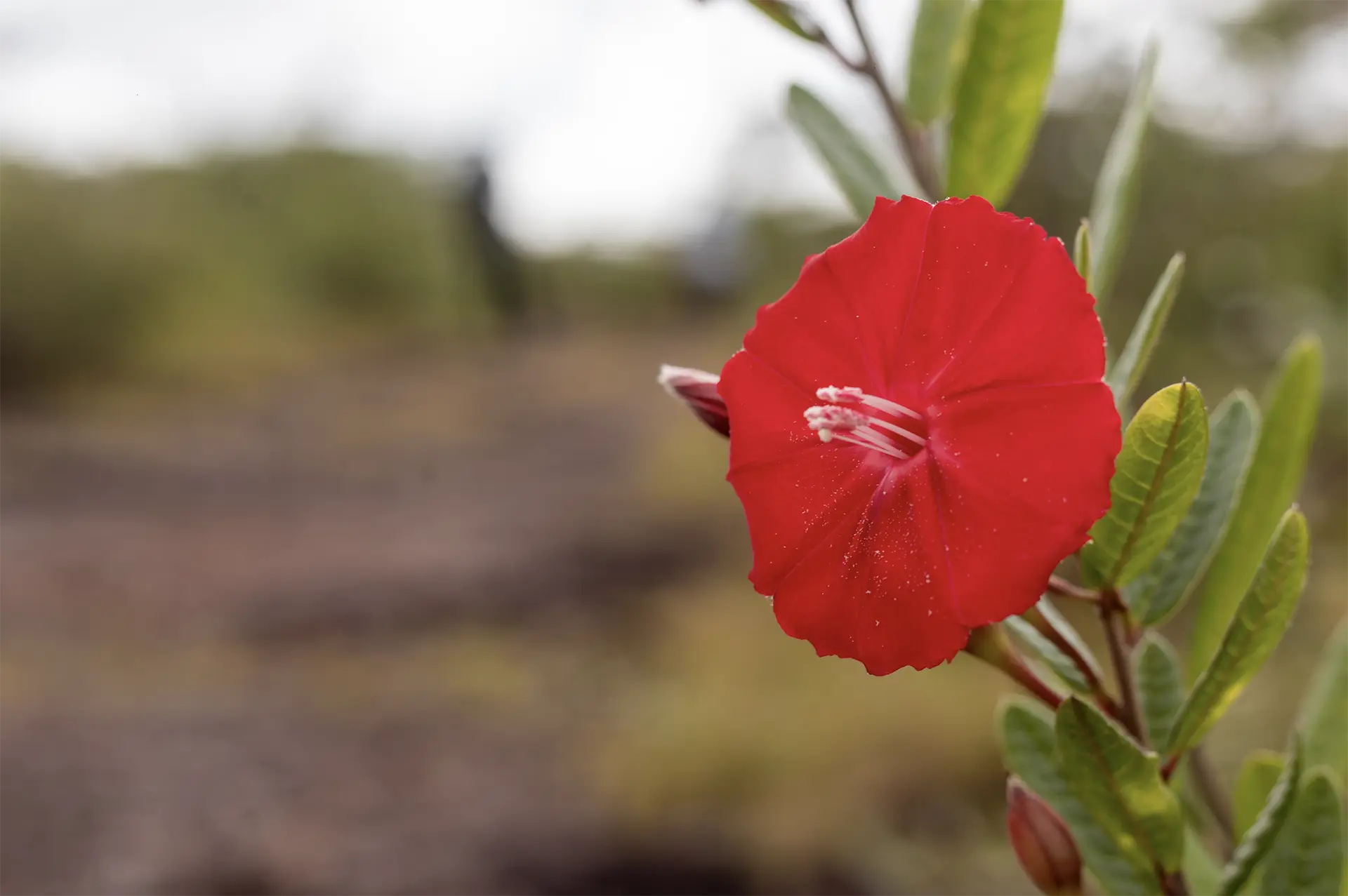 Flor de Carajás